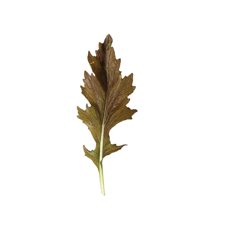 Red Flash Asian Greens