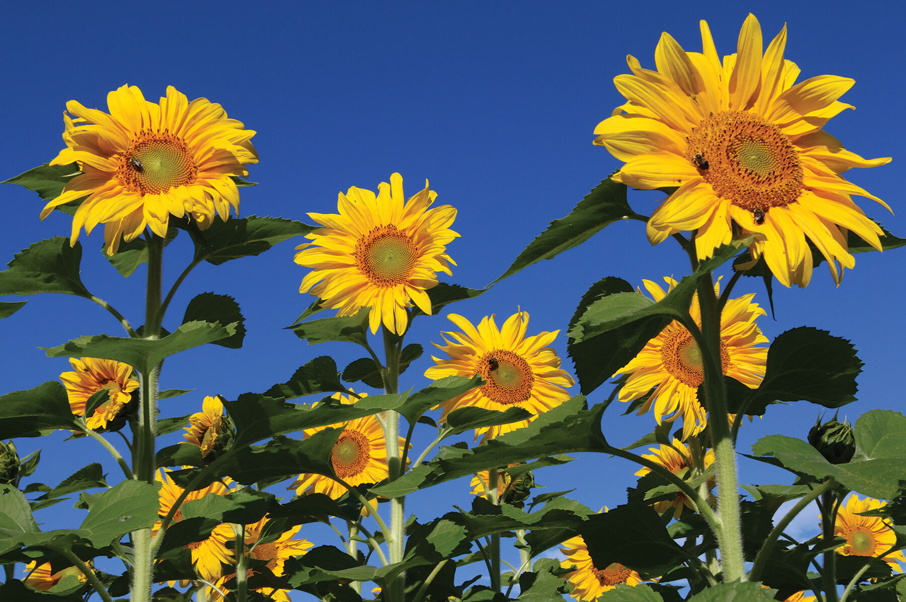 Royal Hybrid® 1121 Sunflower Seed | Johnny's Selected Seeds