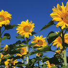 Royal Hybrid® 1121 Sunflower Royal Hybrid® 1121 Sunflower Farm Seed