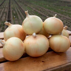Maragogi Full-Size Onions