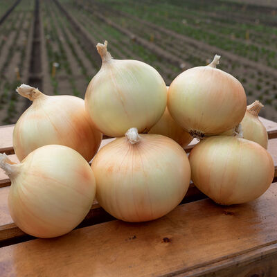 Maragogi Full-Size Onions