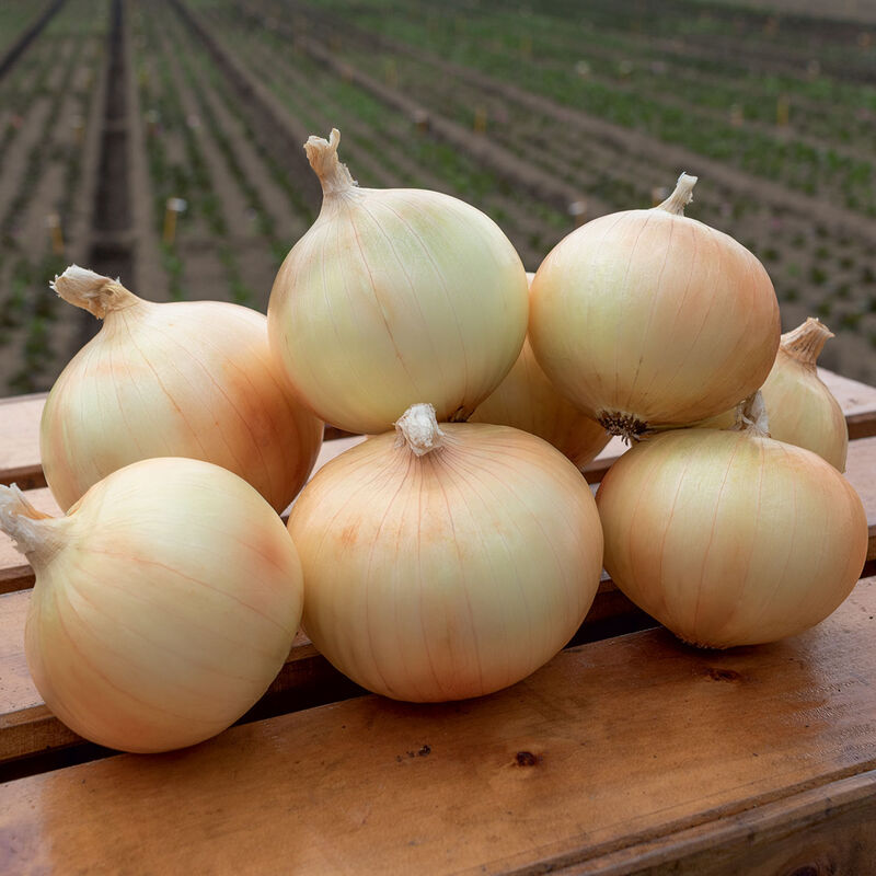 Maragogi Full-Size Onions
