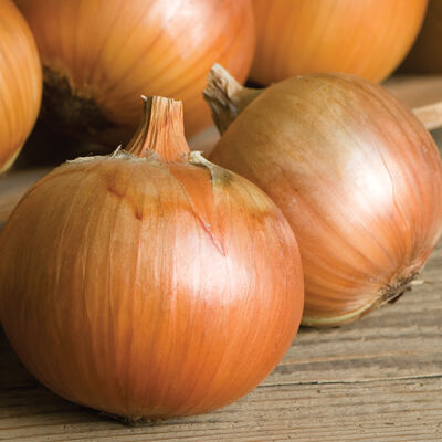Patterson Onions