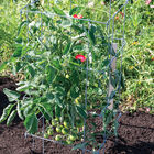 Tomato Cages – 40" Cages & Fences
