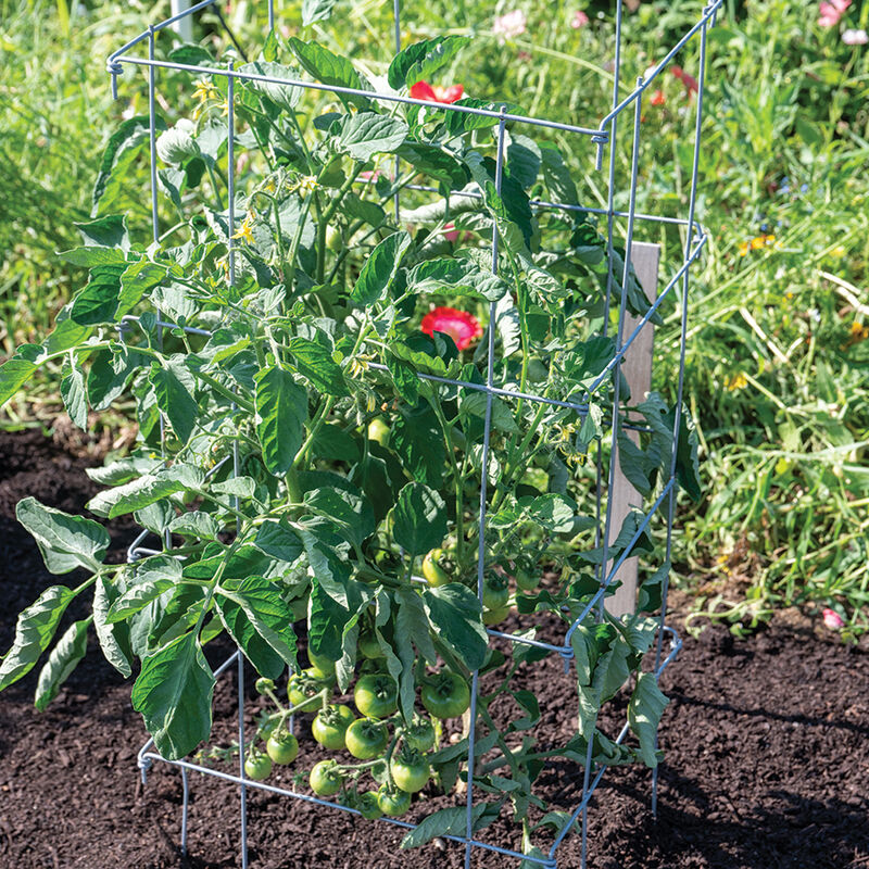 Tomato Cages – 40" Cages & Fences