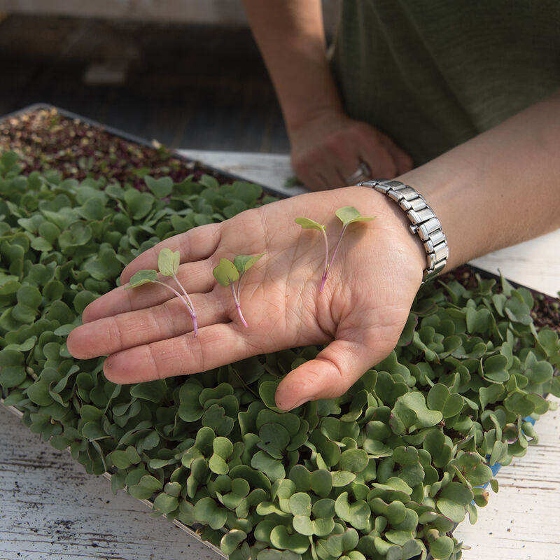 Radish, Hong Vit Microgreen Vegetables