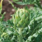 Imperial Star Imperial Star Artichokes