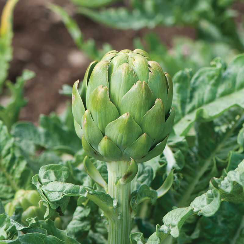 Imperial Star Artichokes