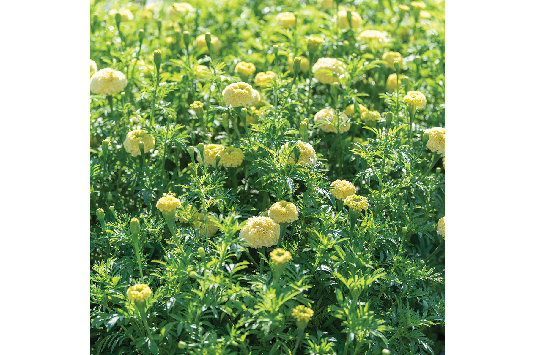 Johnny's Selected Seeds White Swan Marigold