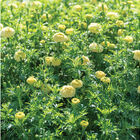 White Swan Marigold