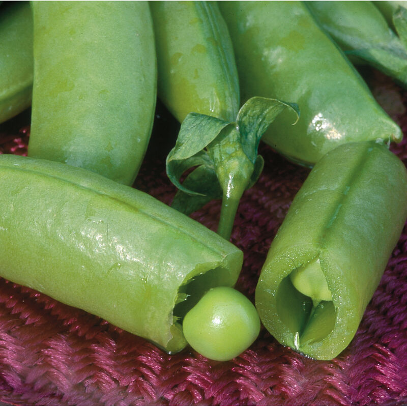 Super Sugar Snap Snap Peas