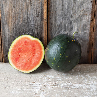 Century Star Triploid Watermelons (Seedless)