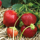 Galletta Strawberry Bare-Root Plants