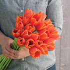 World's Favorite Tulips
