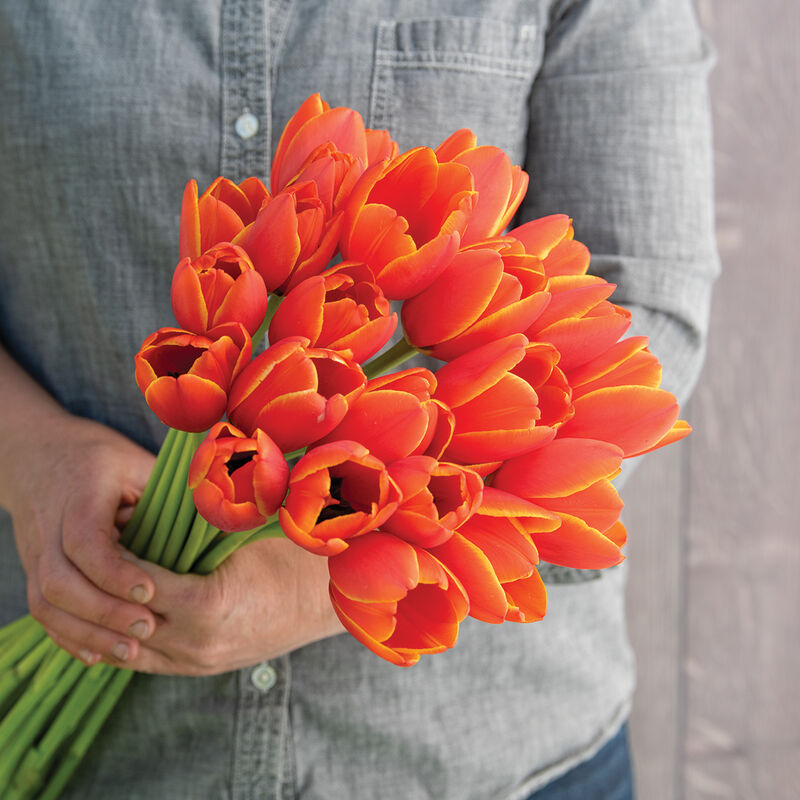 World's Favorite Tulips