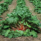 MacDonald Rhubarb Crowns