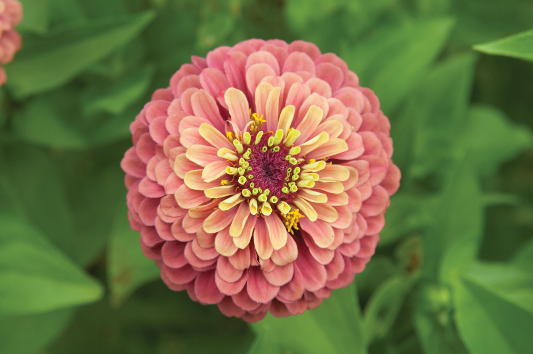 Queeny Red Lime Zinnias