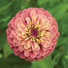 Queeny Red Lime Queeny Red Lime Zinnias