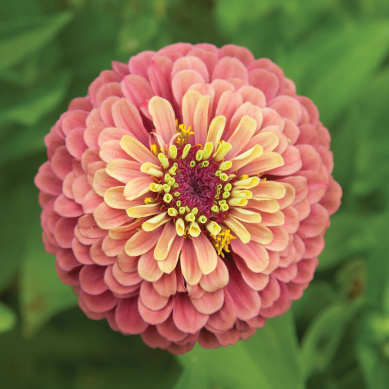 Queeny Red Lime Zinnias