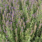 Hyssop Hyssop