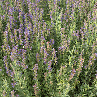 Hyssop Hyssop