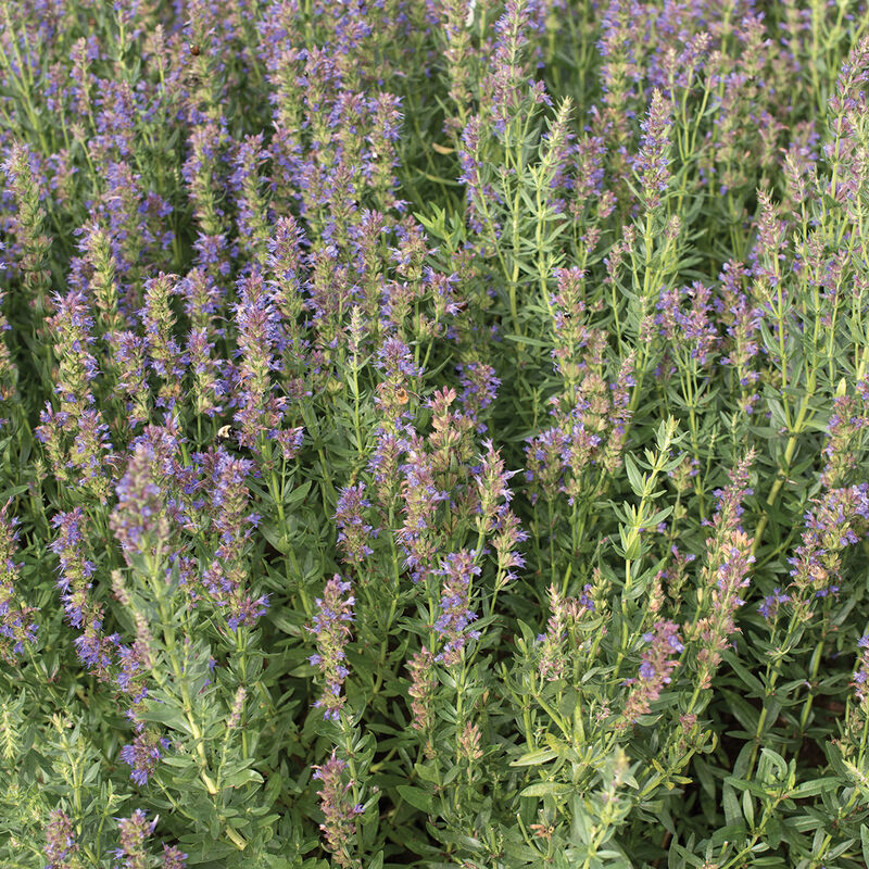 Hyssop Hyssop