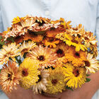 Flashback Mix Flashback Mix Calendula