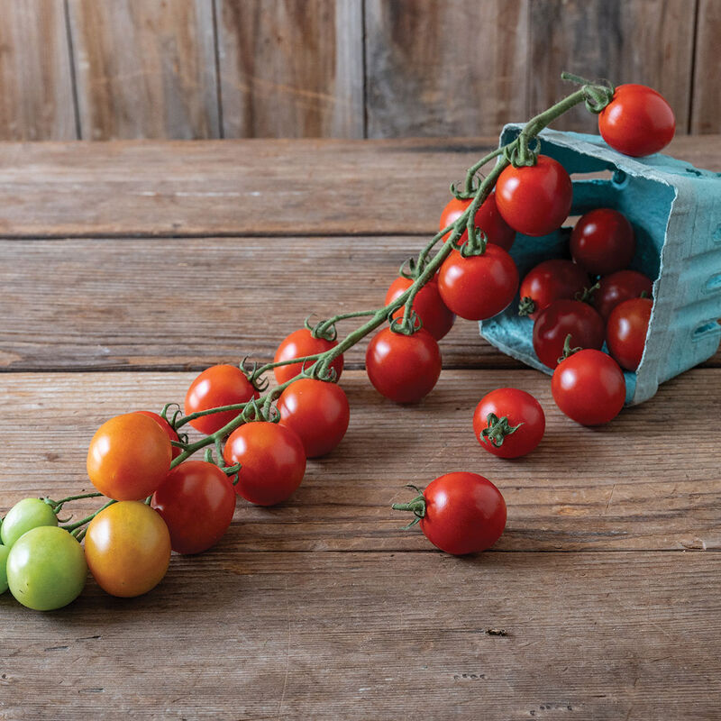 Attracta Cherry Tomatoes