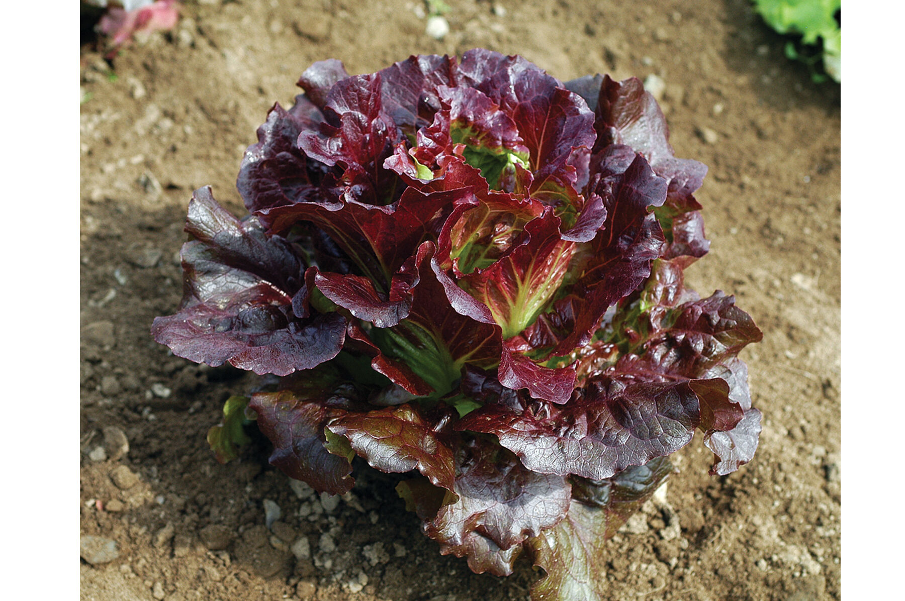 Cherokee Summer Crisp Lettuce (Batavia)