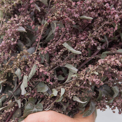 Copper Plume Atriplex