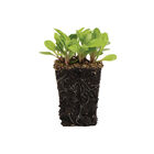 Dandelion, Red Microgreen Vegetables