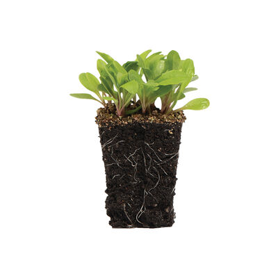 Dandelion, Red Microgreen Vegetables