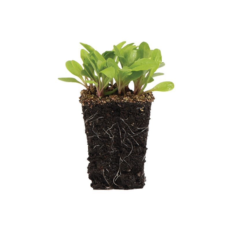 Dandelion, Red Microgreen Vegetables