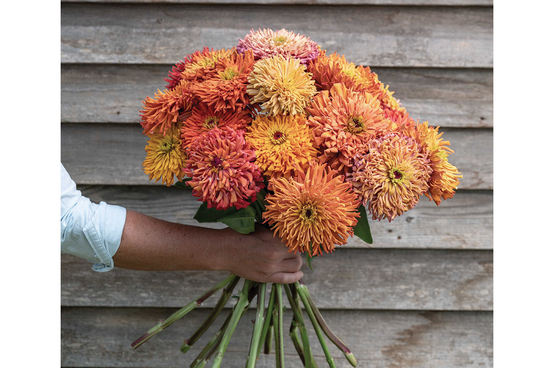 Multicolor Flower Varieties | Johnny's Selected Seeds