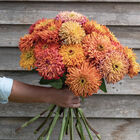 Agave Zinnias