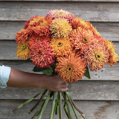 Agave Zinnias