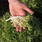 Benefine Endive