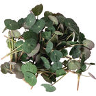 Nasturtium, Empress of India Shoots