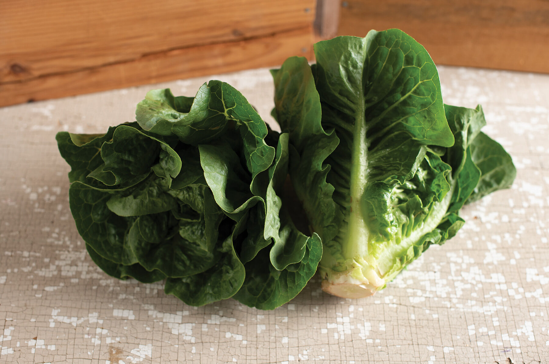 Monte Carlo - Pelleted Romaine Lettuce Seeds | Johnny's Selected Seeds