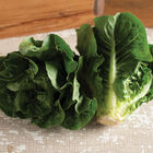 Monte Carlo Romaine Lettuce (Cos)