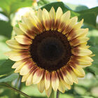 ProCut® Red/Lemon Bicolor Tall Sunflowers