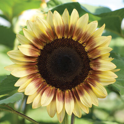 ProCut® Red/Lemon Bicolor Tall Sunflowers