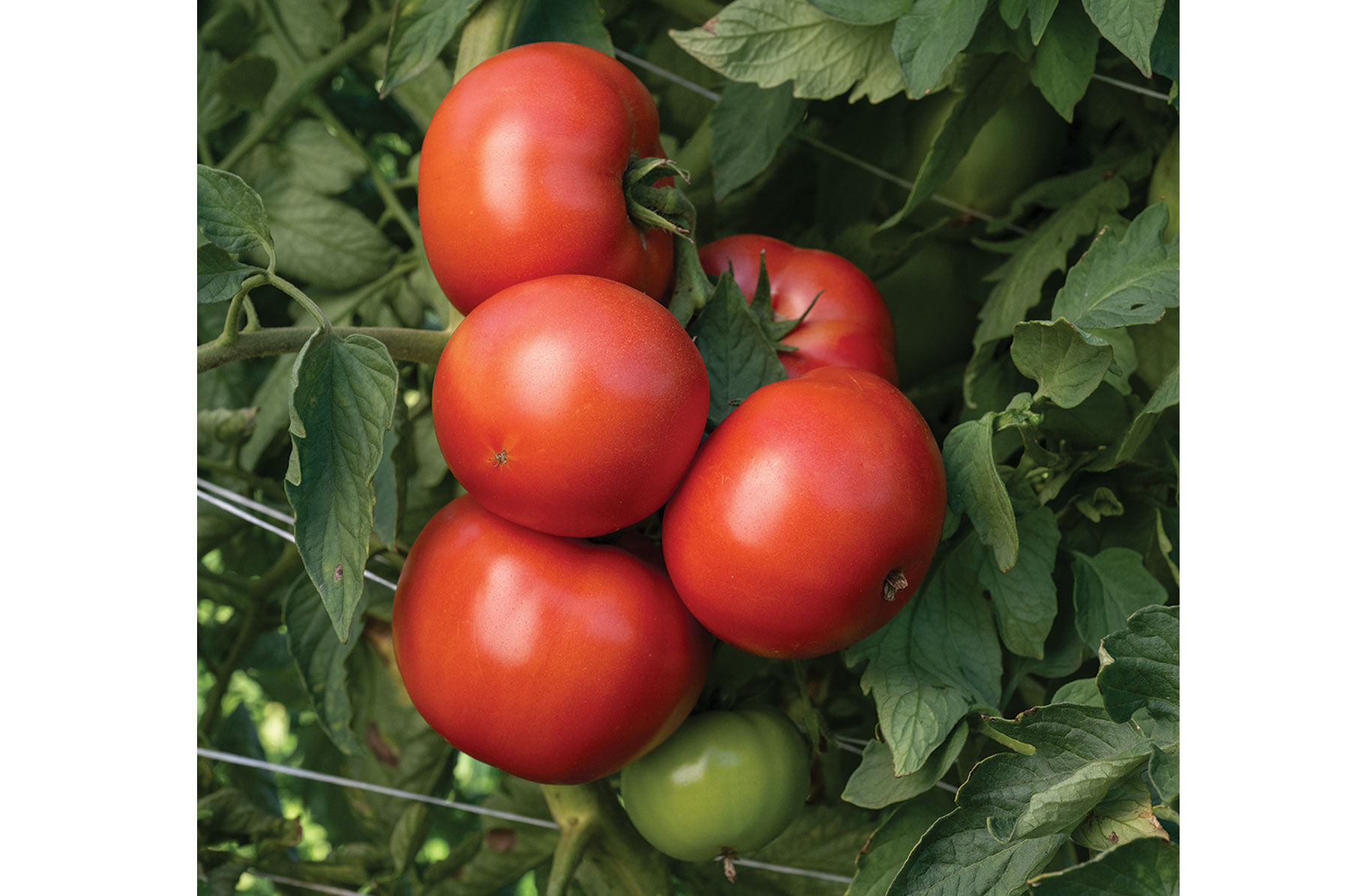 Bonbolya - Pink Tomato Seeds | Johnny's Selected Seeds