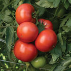 Bonbolya Beefsteak Tomatoes