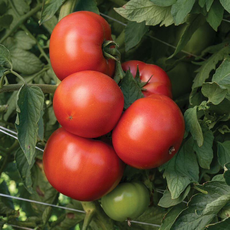 Bonbolya Beefsteak Tomatoes