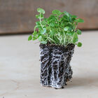 Watercress Microgreen Vegetables