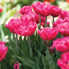 Sunset Tropical Tulips