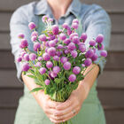 Audray Pink Gomphrena (Globe Amaranth)