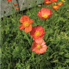 Champagne Bubbles Pink Poppy