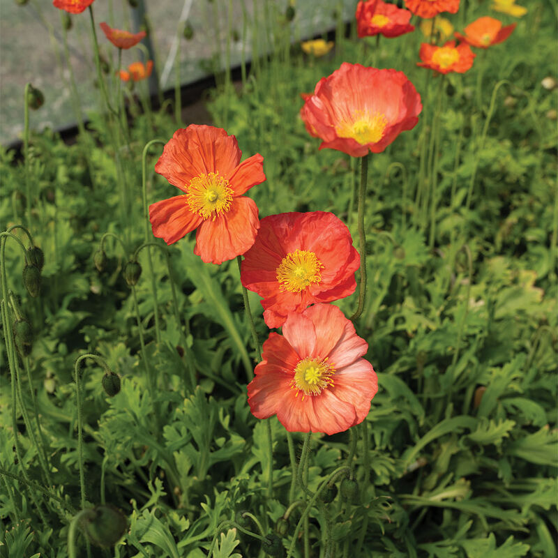 Champagne Bubbles Pink Poppy